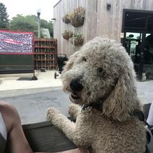 Dogfish Head Brewings & Eats restaurant view 17