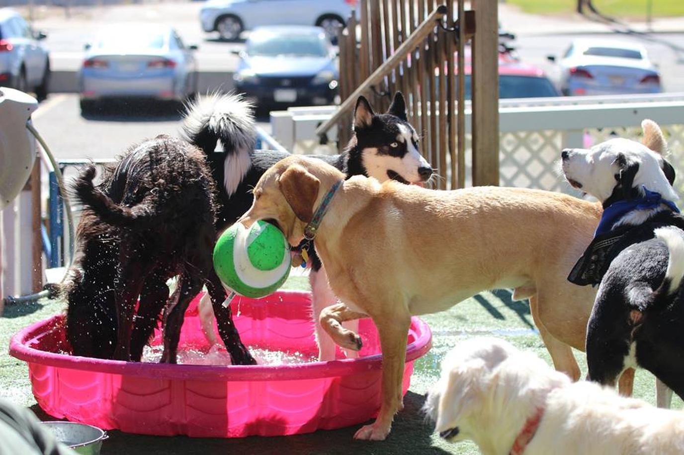 Denver Watering Bowl hosts Yappy Hour Yappy Hour at Watering Bowl in Denver.