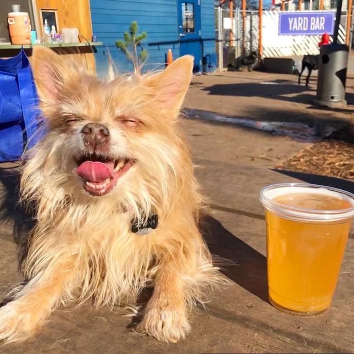 Yard Bar in Austin Texas is a Dog-Friendly Restaurant and Bar Austin Texas Yard Bar is Dog Friendly