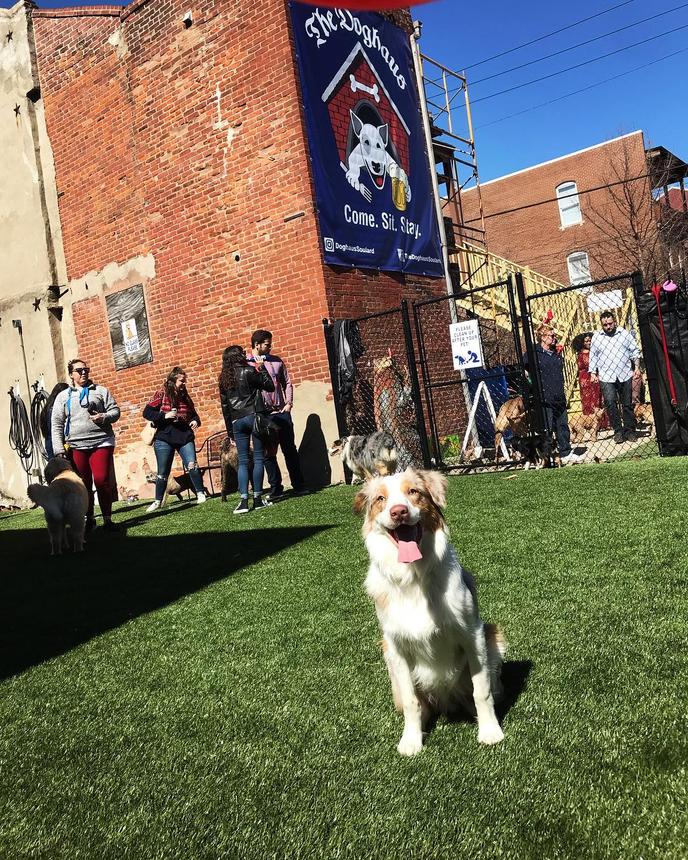 St. Louis Dog Park and Restaurant at The Doghaus The Doghaus dog-friendly restaurant in St. Louis