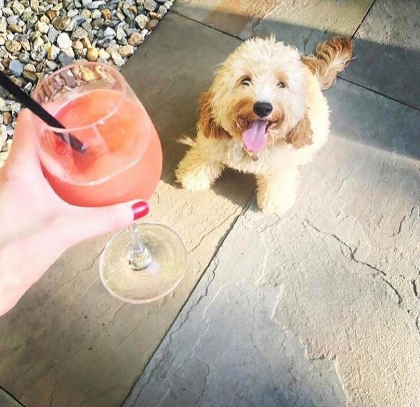 Liberty Hotel Boston Hosts Dog-friendly Happy Hour Liberty Hotel Boston hosts Yappy Hour