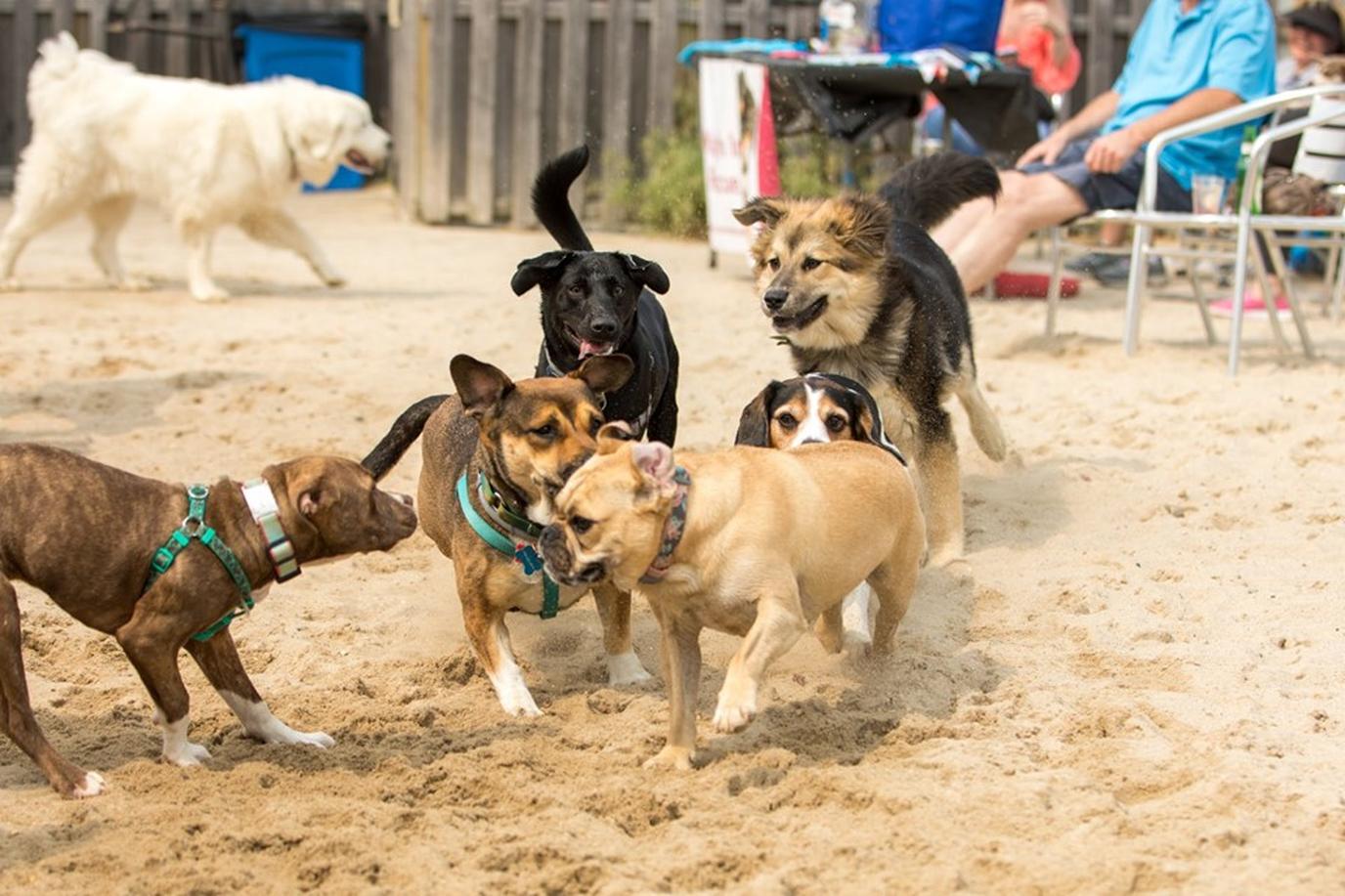 Wonder Bar Yappy Hour for Charity in Asbury Park Wonder Bar Yappy Hour in New Jersey