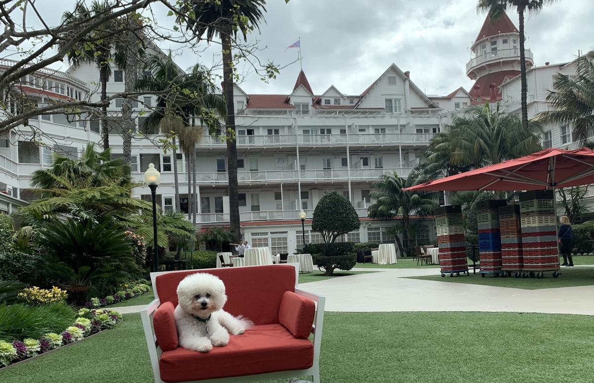 pet friendly hotels near indigo sky casino