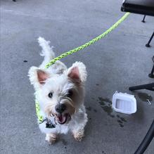 Redwood Diner restaurant view 2