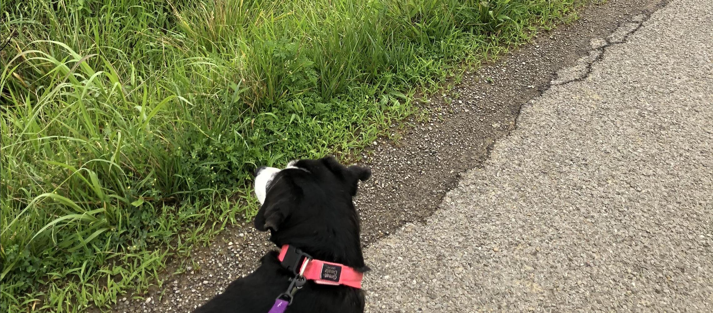 Dog Friendly Grayville, IL