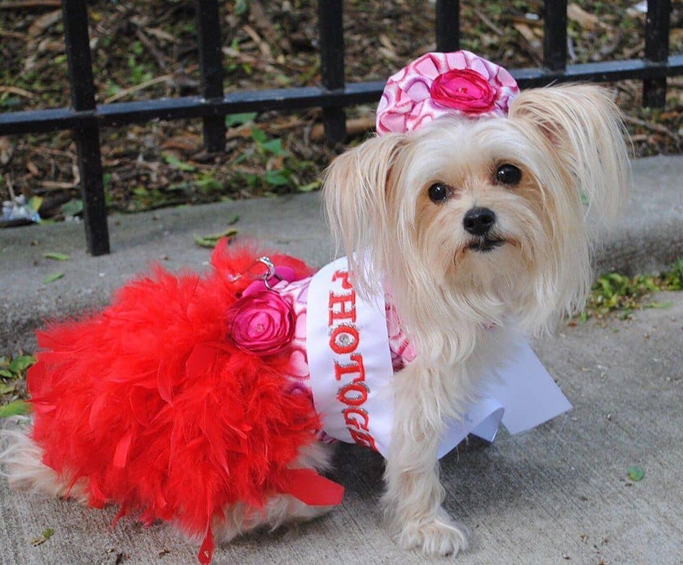 Hamptons Barking Beauty Pageant is a fun dog-friendly contest in the Hamptons. This beauty pageant for dogs brings out the best-dressed in our furry friends!