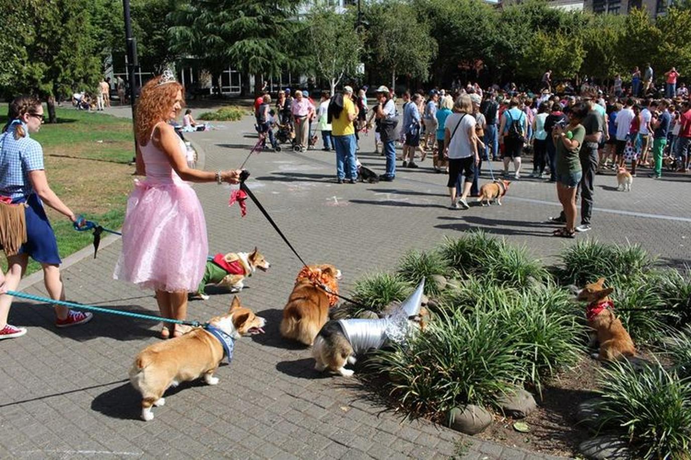 The Corgi Walk, a Dog Walk for a Cause in Portland, OR. The Corgi Walk in the Pearl might be the cutest dog walk in Portland!