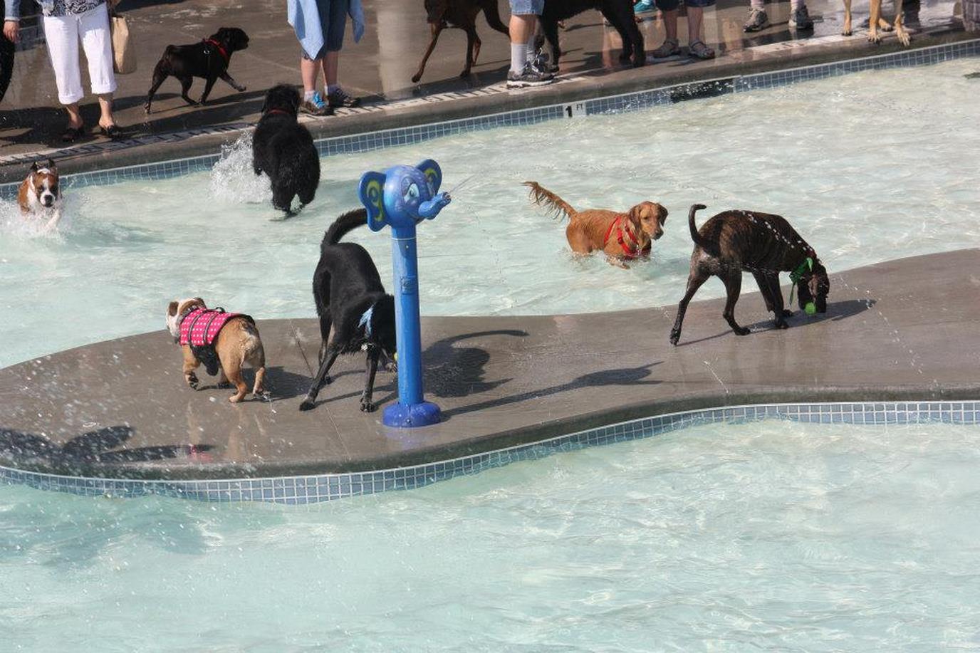 Nampa Pooch Party Stroll & Splash, a Dog-Friendly Pool Party The Nampa Pooch Party Stroll & Splash is a dog-friendly event to close out the summer pool season.