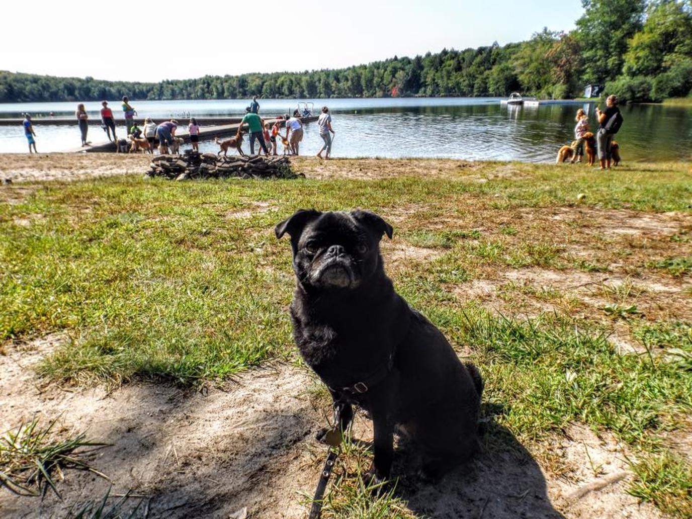 Pug Camp for Dogs Welcomes All Breeds! Pug Camp is a dog-friendly event that welcomes all dogs.
