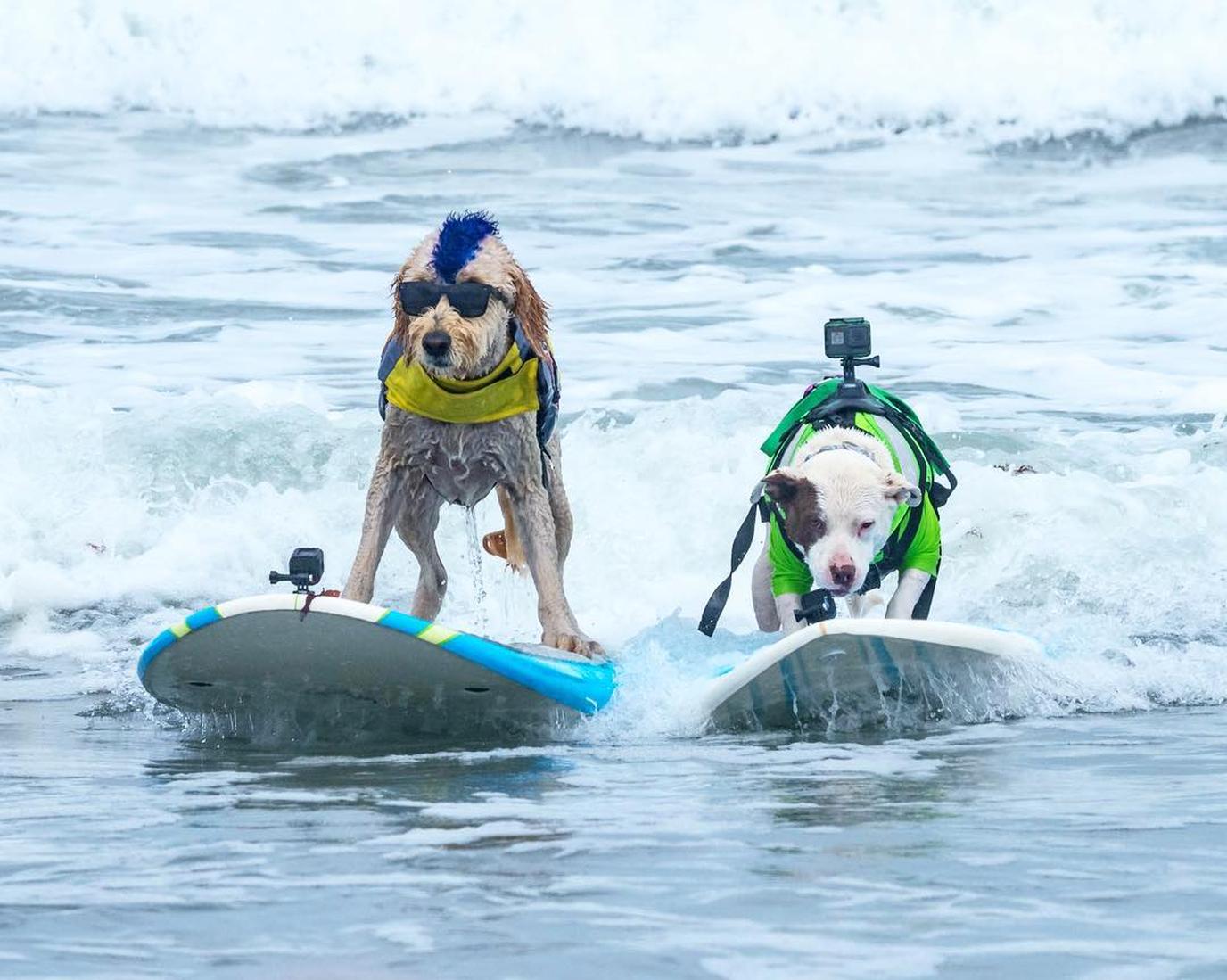 The World Dog Surfing Championship Takes Place in August 2019. The World Dog Surfing Championship is one of August's signature dog events.