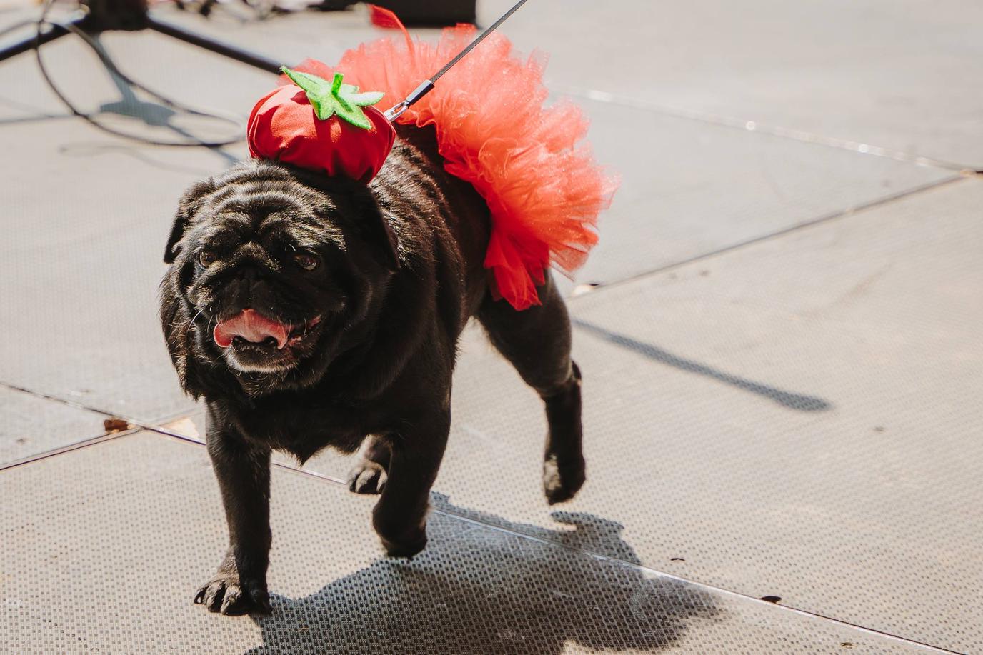 Dogs Are Welcome at the Tomato Arts Festival. The Tomato Arts Festival is an annual dog-friendly event in Nashville.