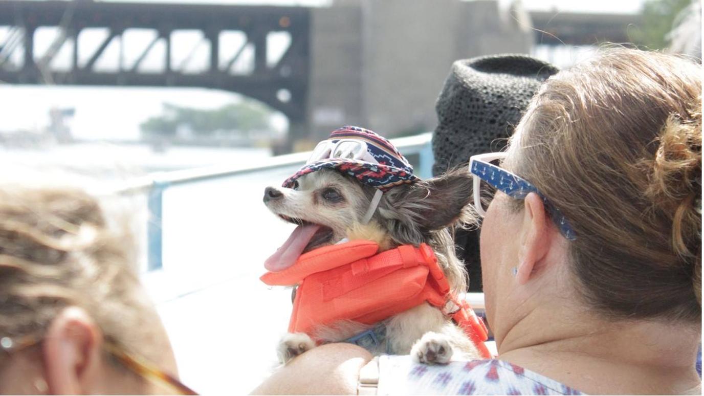Can't-Miss Dog-Friendly Events in August 2019 A canine cruise is just one of August's top dog-friendly events.
