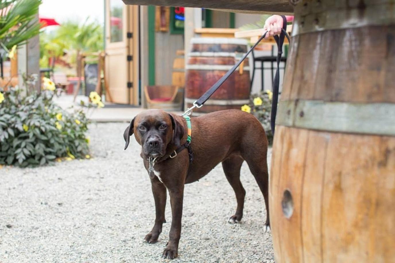Wine & Woofs, a Dog-Friendly Event for Wine Lovers. Wine & Woofs is a dog-friendly event for wine lovers in Portland.