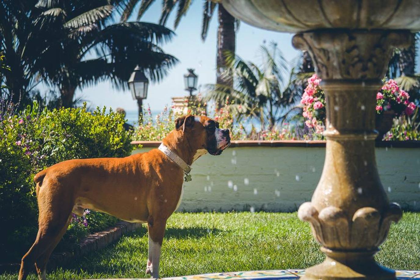 Four Seasons Resort in Santa Barbara Welcomes Dogs to Enjoy Oceanfront Views The pet-friendly oceanfront hotel, Four Seasons Resort in Santa Barbara, welcomes dogs.