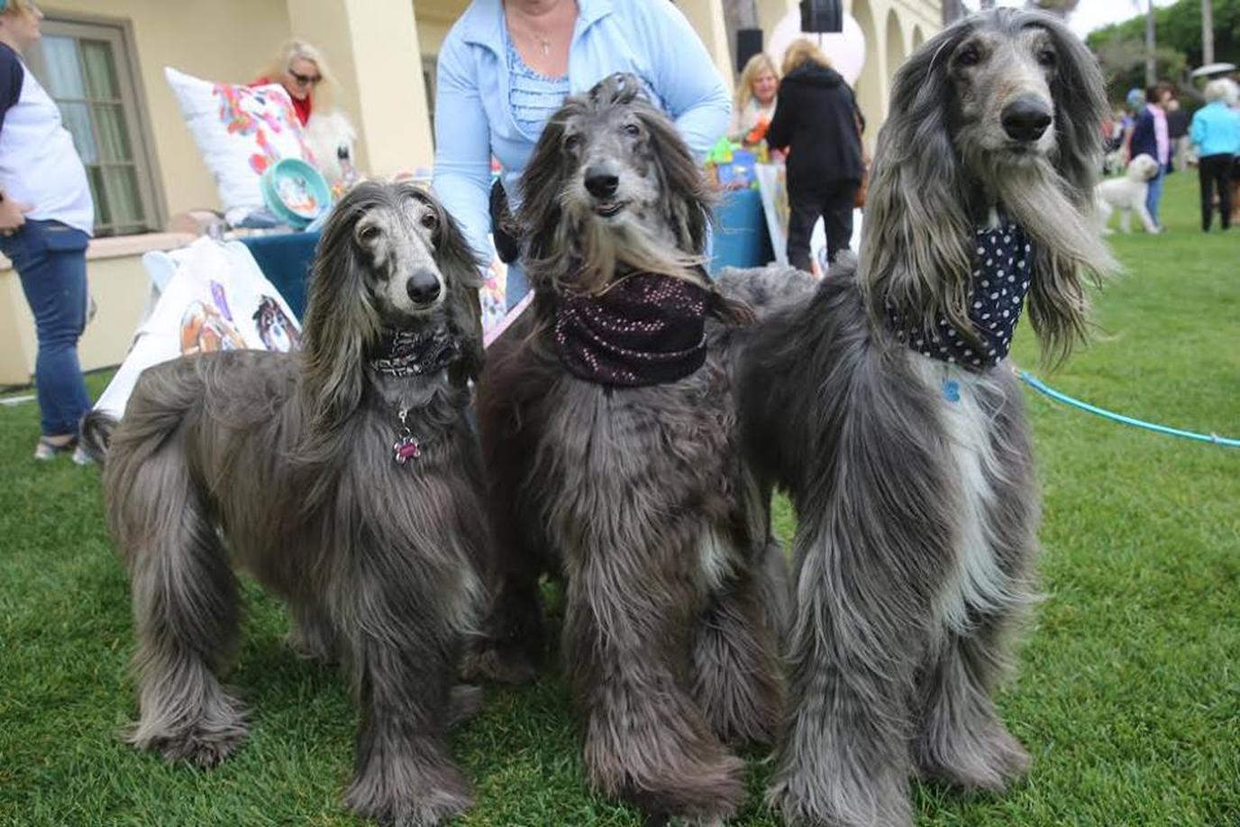 The Ritz Carlton, Laguna Niguel welcomes dogs to stay. Stay with your dog at the pet-friendly oceanfront hotel, The Ritz-Carlton, Laguna Niguel.