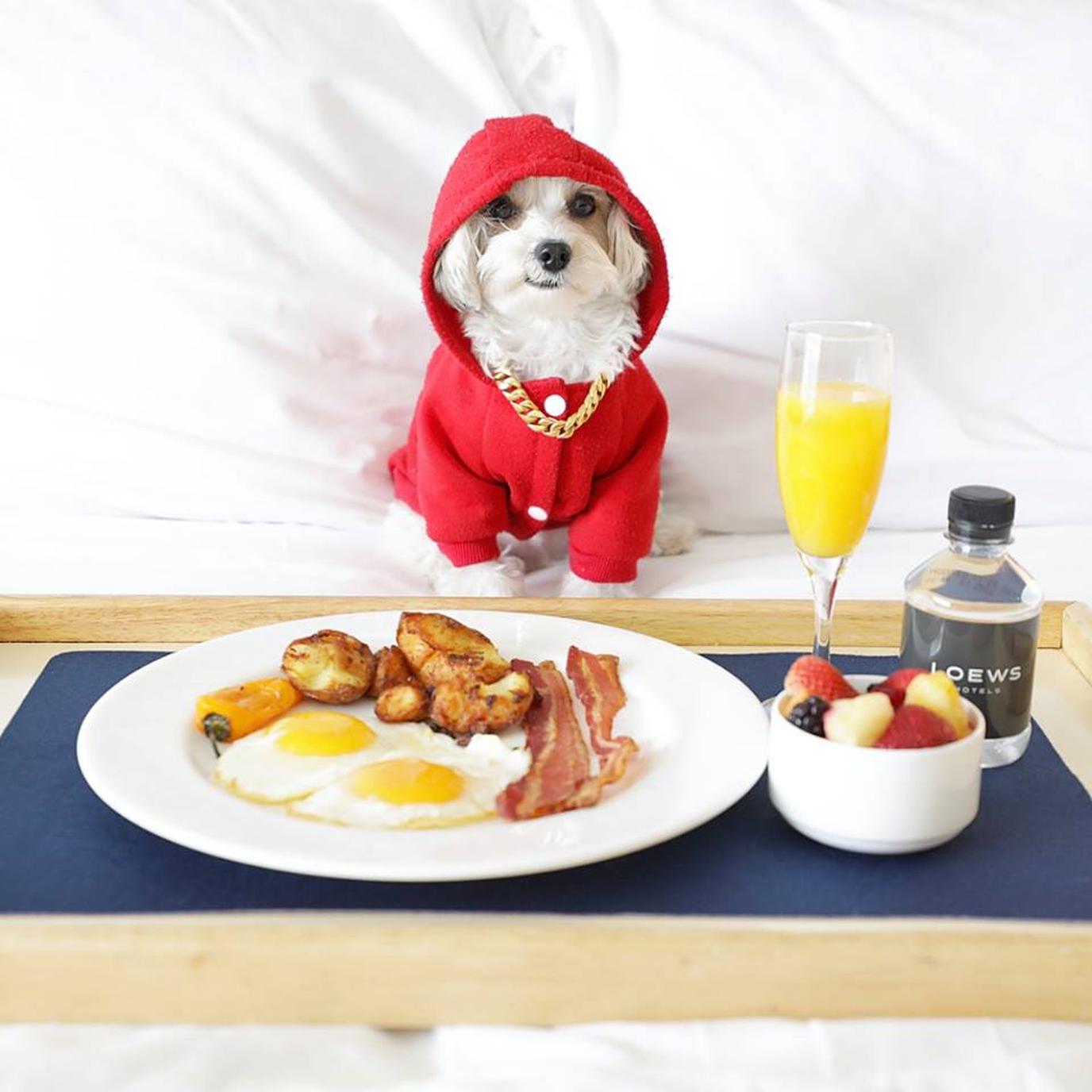 Gourmet Room Service from the Dog Menu at Loews Miami Beach Hotel The oceanfront Loews Miami Beach Hotel welcomes dogs.