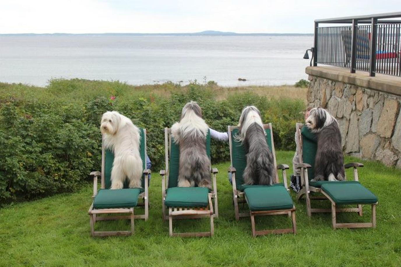 The Colony Hotel in Maine is Dog Friendly The Colony Hotel in Maine is pet friendly and offers oceanfront views.