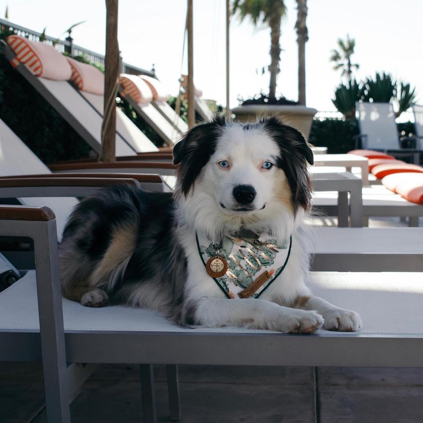 Oceanfront Hotel Del Coronado is Dog Friendly. Visit the pet-friendly oceanfront Hotel del Coronado.