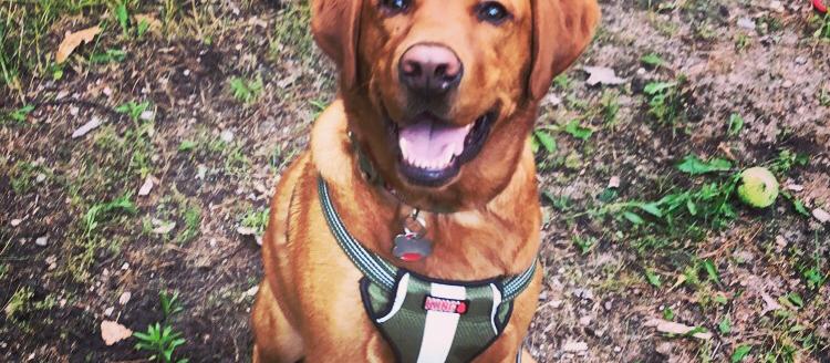 Dog Friendly Interlochen, MI
