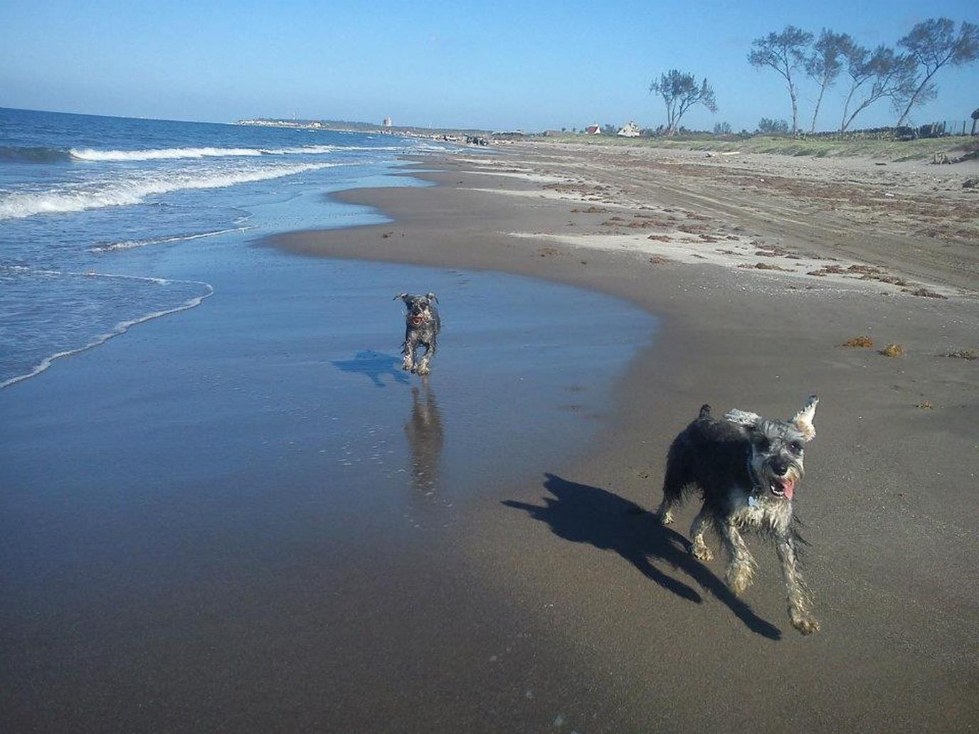 Beach for Dogs in Veracruz on Gulf of Mexico These two dogs love the Punta Anton Lizardo Beach in Veracruz on the Gulf of Mexico.