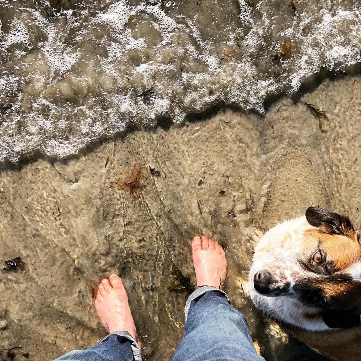 Visit Portland's many dog-friendly beaches. Hit the dog-friendly beach in Portland, Maine!