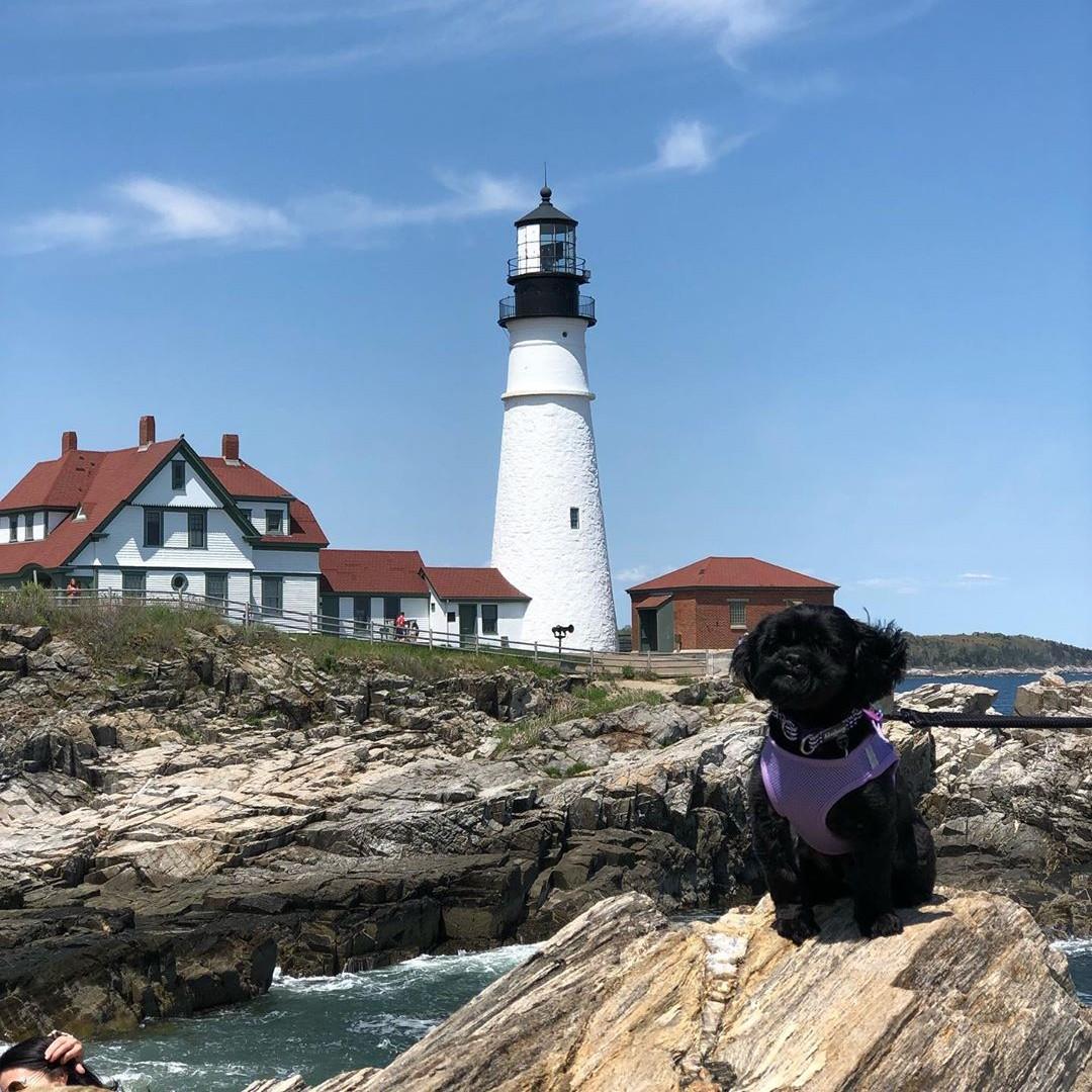 Snap a pic of your pup by the Portland Head Light.