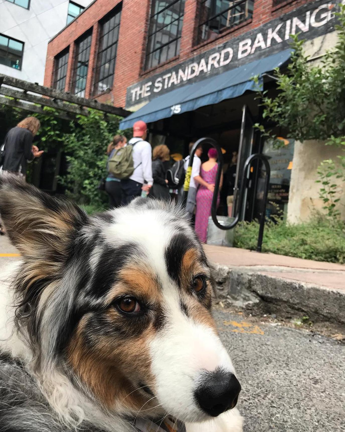 Standard Baking Co. is a dog-friendly bakery in Portland. Bring Fido to Maine's best-known dog-friendly bakery.