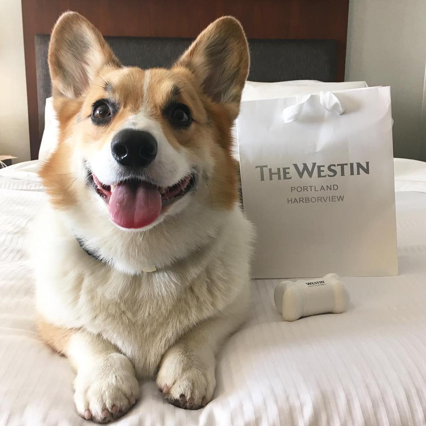 Check in at the dog-friendly Westin Portland Harborview. The Westin Portland Harborview is a historic dog-friendly hotel.
