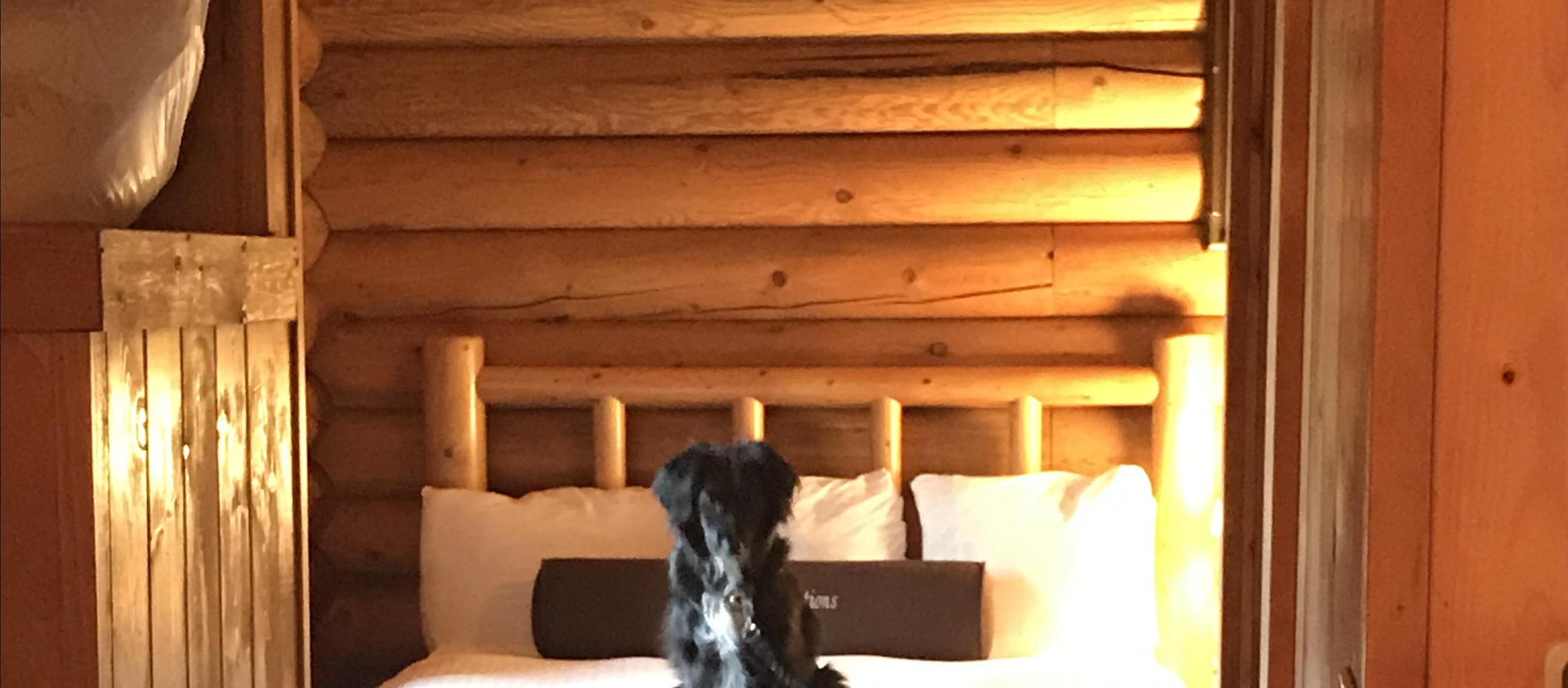 Dog Friendly Moran, WY