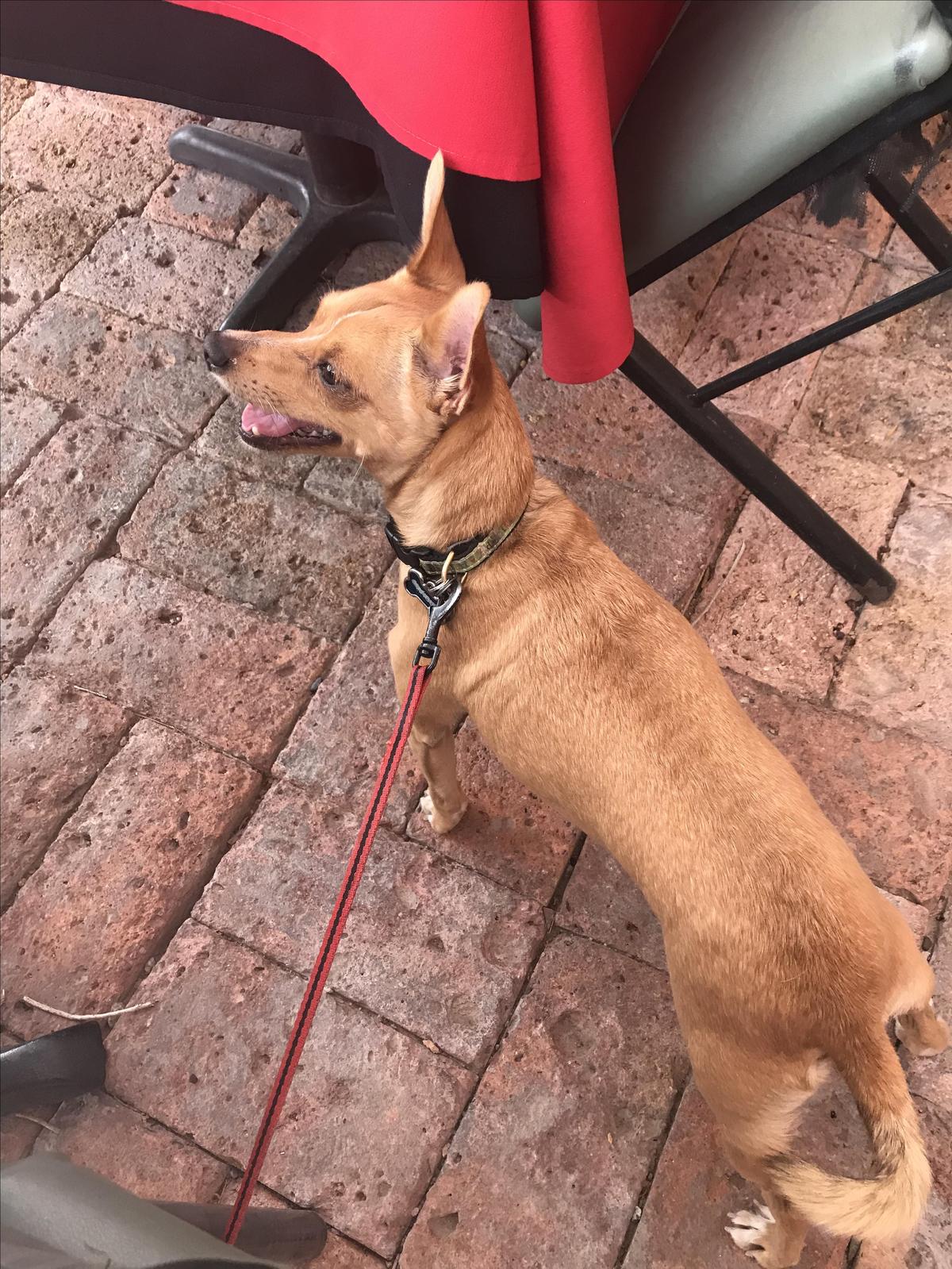 Angus At River City Grill