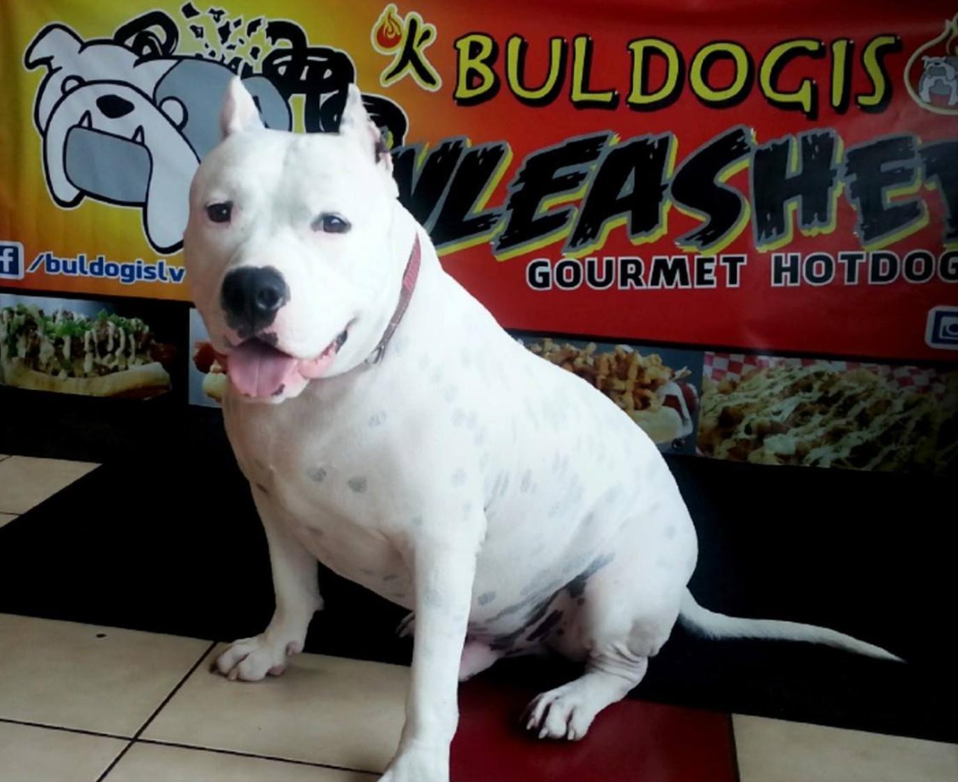 Buldogi's, a dog-friendly hot dog stand that blends Asian and American flavors. Asian fusion meets American franks at this dog-friendly hot dog stand.