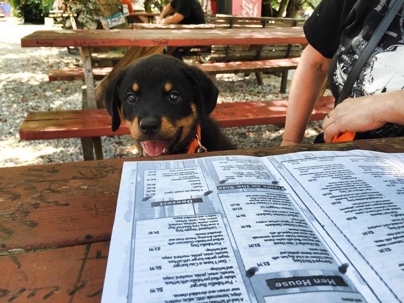 Hillbilly Hot Dogs, a dog-friendly restaurant and roadside attraction. Hillbilly Hot Dogs is a unique dog-friendly restaurant and roadside attraction.
