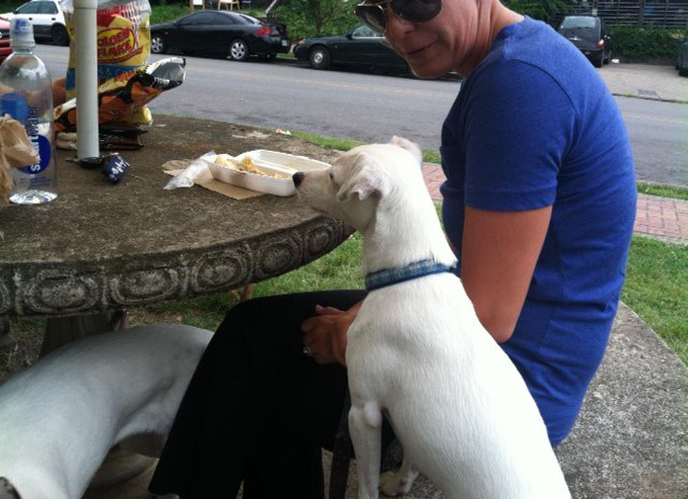I Dream of Weenie, a dog-friendly hot dog stand in Nashville. Enjoy Nashville's finest franks at this dog-friendly hot dog stand.