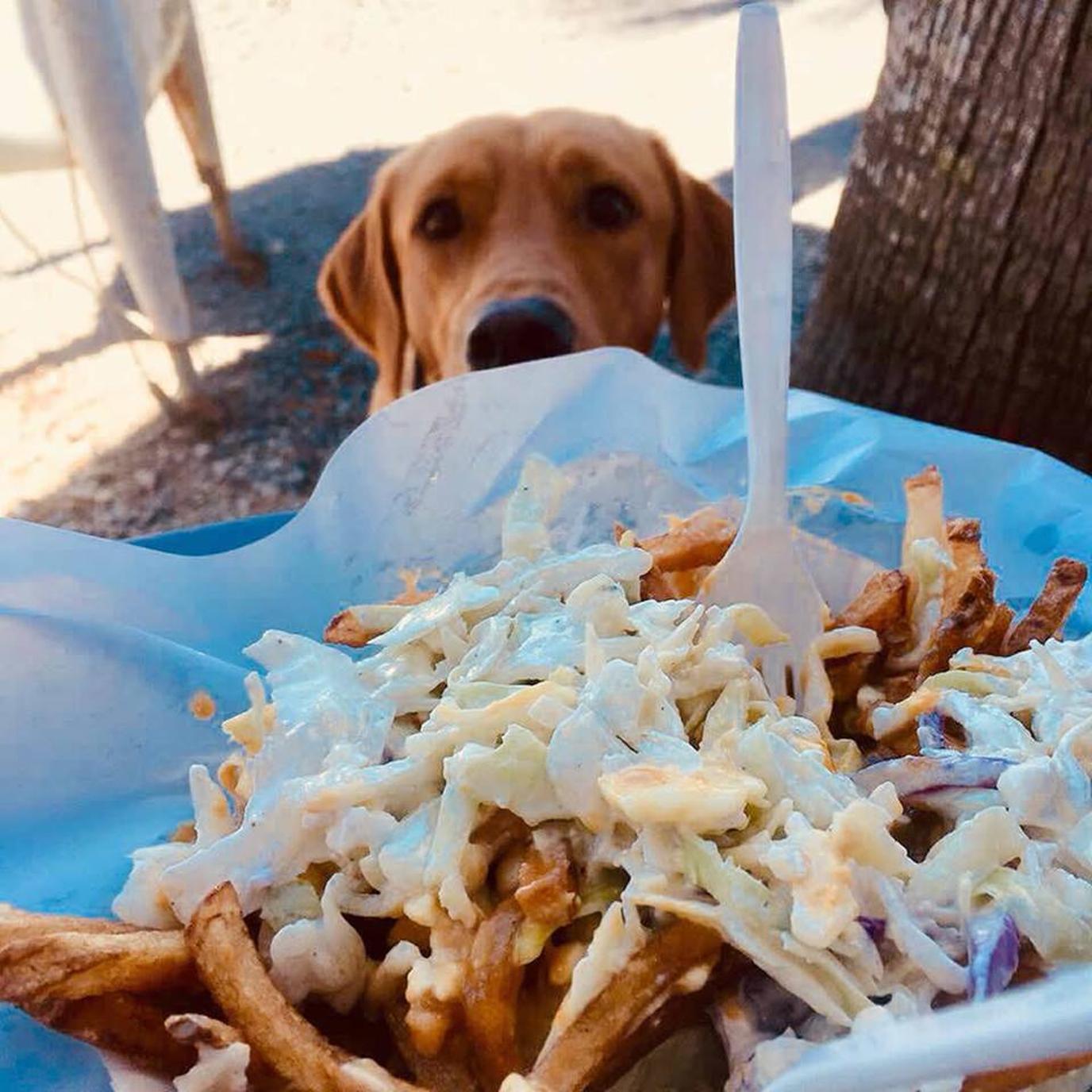 Jack's Cosmic Dogs, a dog-friendly hot dog stand in Mt. Pleasant, SC. Jack's Cosmic Dogs serve up out-of-this-world franks at their dog-friendly hot dog stand.