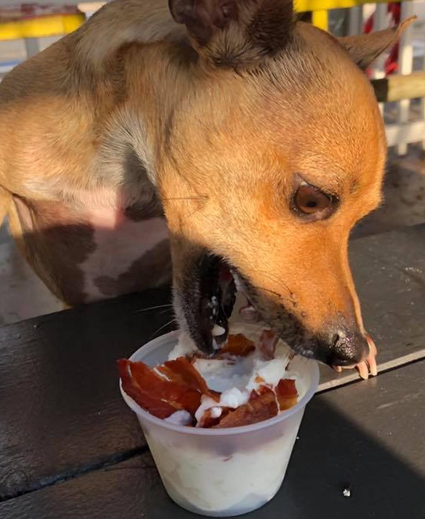 Mustard's Last Stand serves up tasty franks at two dog-friendly hot dog stands. Both Mustard's Last Stand locations have pet-friendly patios.