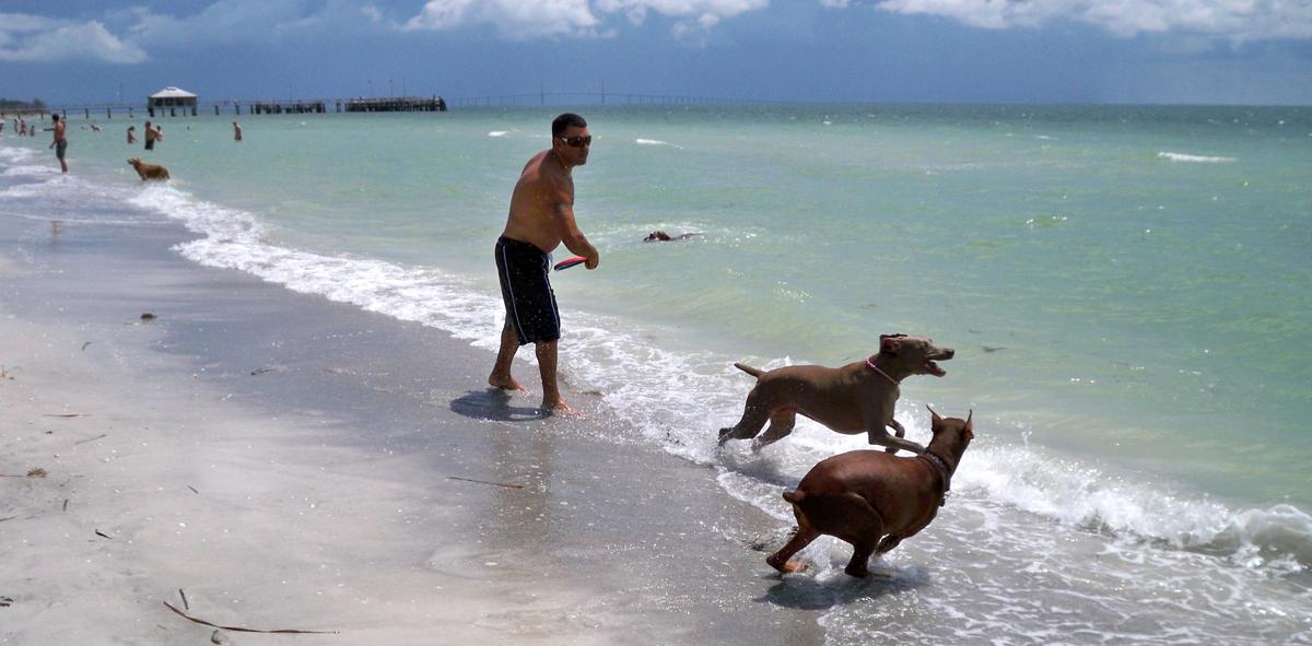 Best Gulf Coast Dog Beaches BringFido