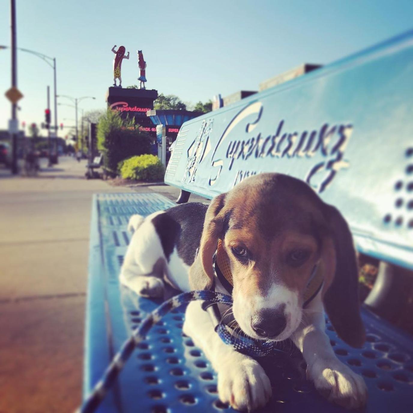 Superdawg Drive-In, a dog-friendly hot dog stand in Chicago. Try a Superdawg with your super dog at this dog-friendly restaurant in Chicago.