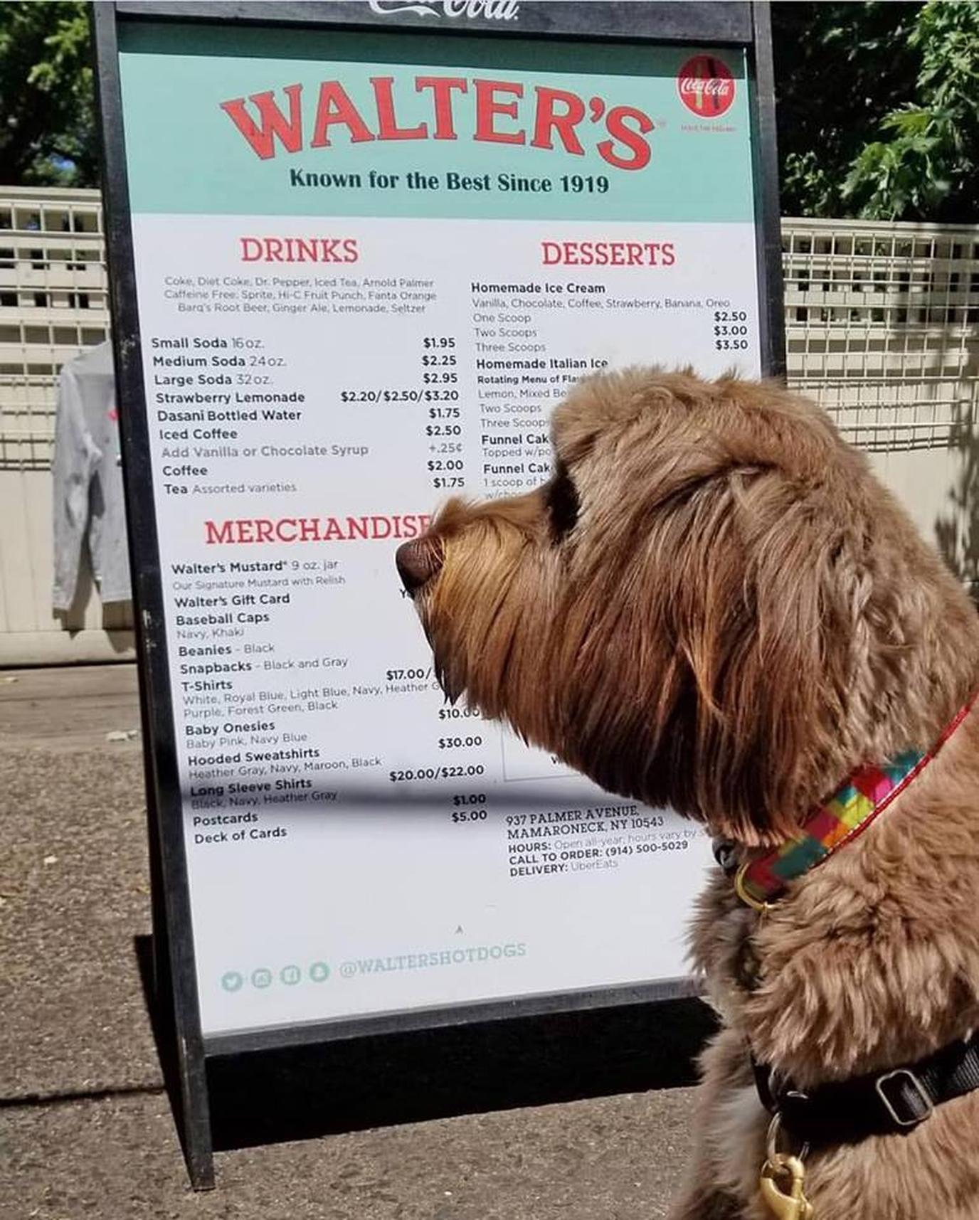 Not just a dog-friendly hot dog stand, Walter's is also a dog-friendly National Historical Landmark! Not just a dog-friendly hot dog stand, Walter's is also a dog-friendly National Historical Landmark!