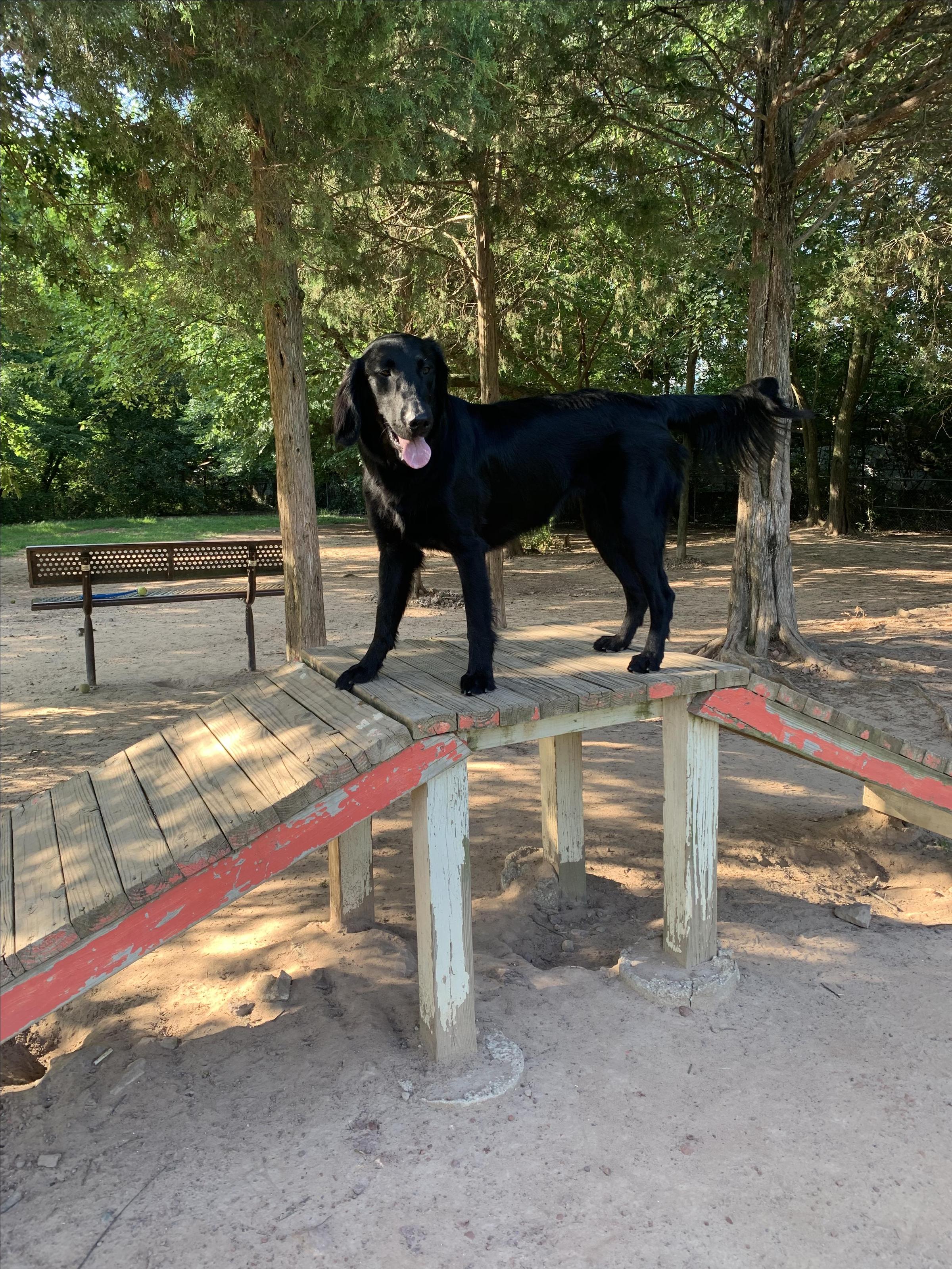 Pet Friendly Dog Park at Chandon Park