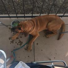 Rock Bottom Restaurant & Brewery restaurant view 2