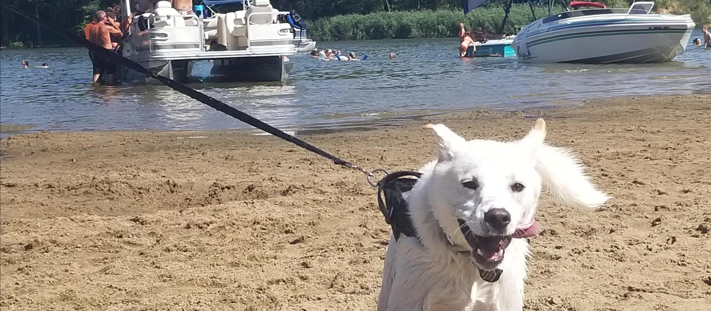 Dog Friendly Benton, IL