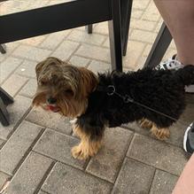 Canal Park Brewing Company restaurant view 4