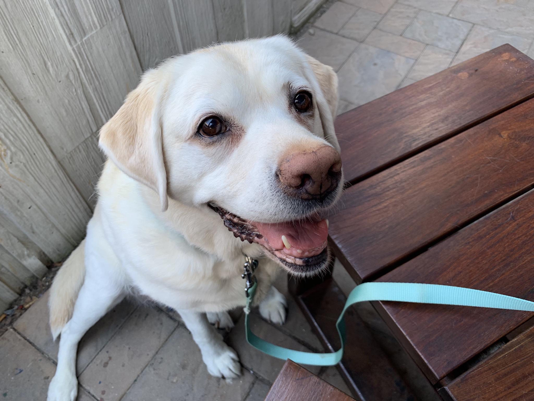 Dogfish Fan