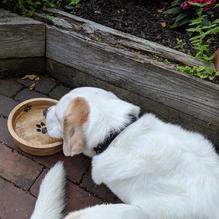 Cull House restaurant view 1