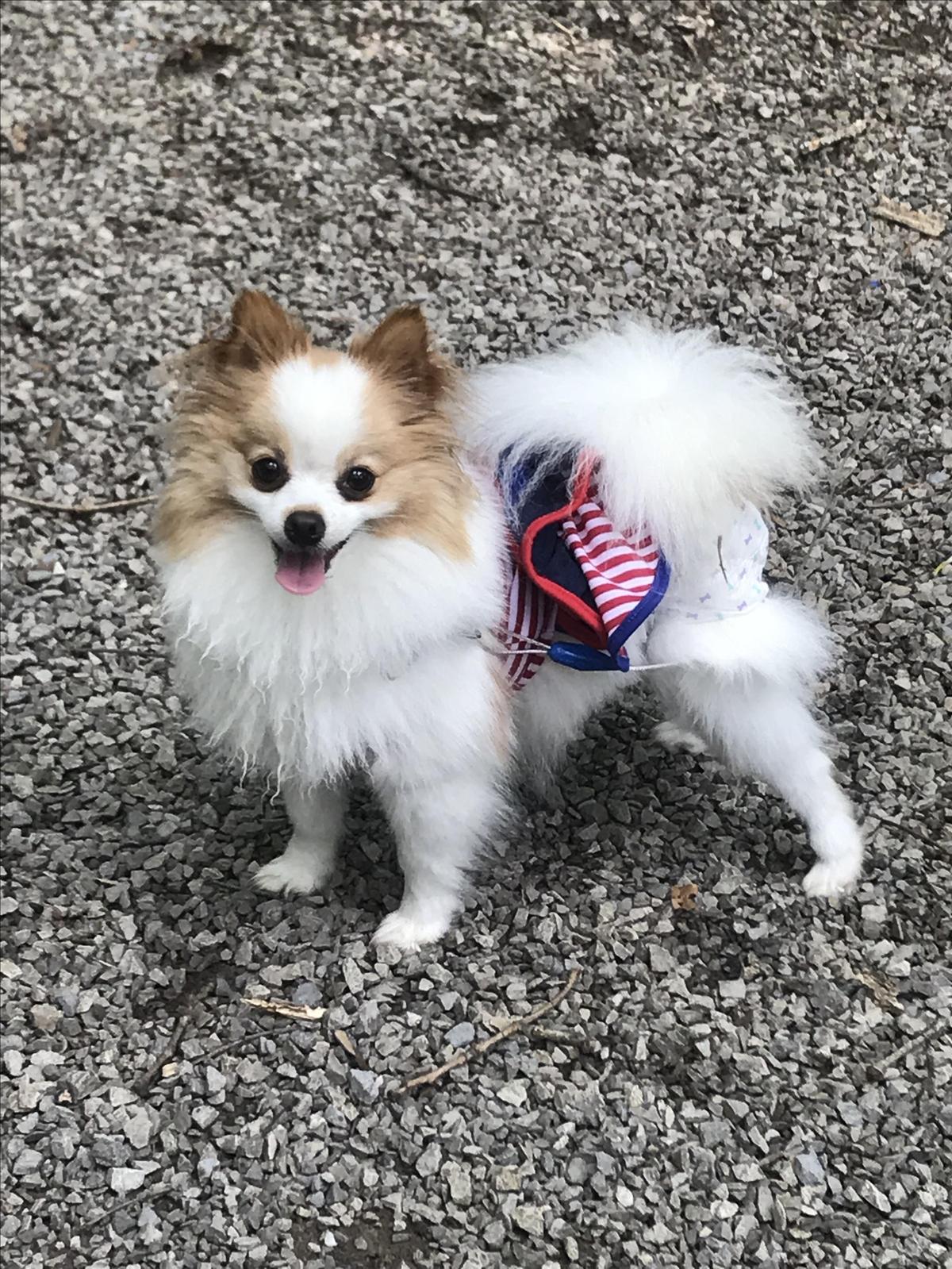 Gidget At The Campground