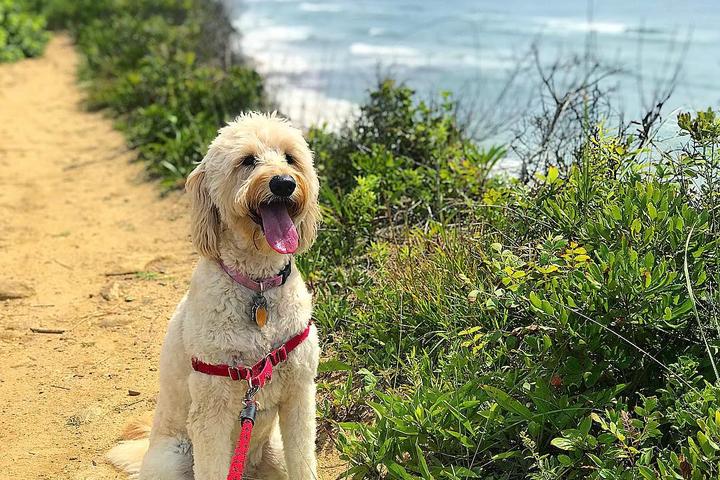 A Weekend in the Dog-Friendly Hamptons
