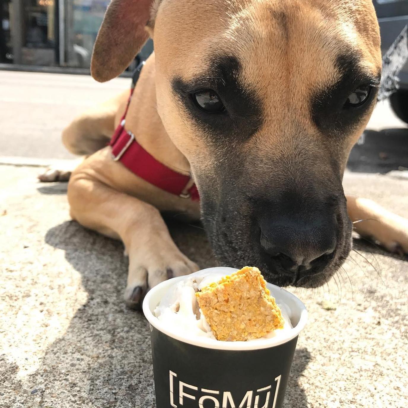 FoMu Dog-Friendly Ice Cream Shop FoMu serves dog-friendly Ice Cream in Boston.