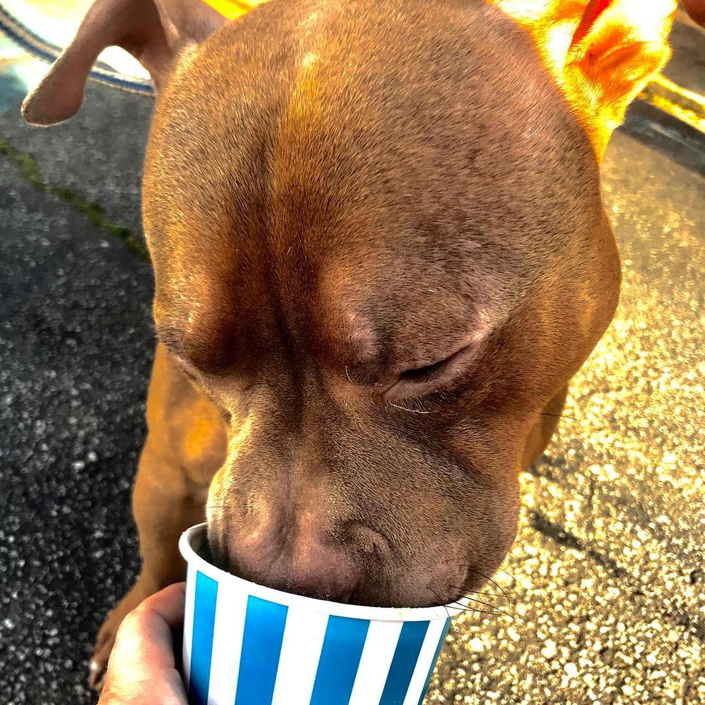 Bring Fido to Pink Mama's for ice cream. Pink Mama's Ice Cream in Greenville serves dog-friendly dessert.