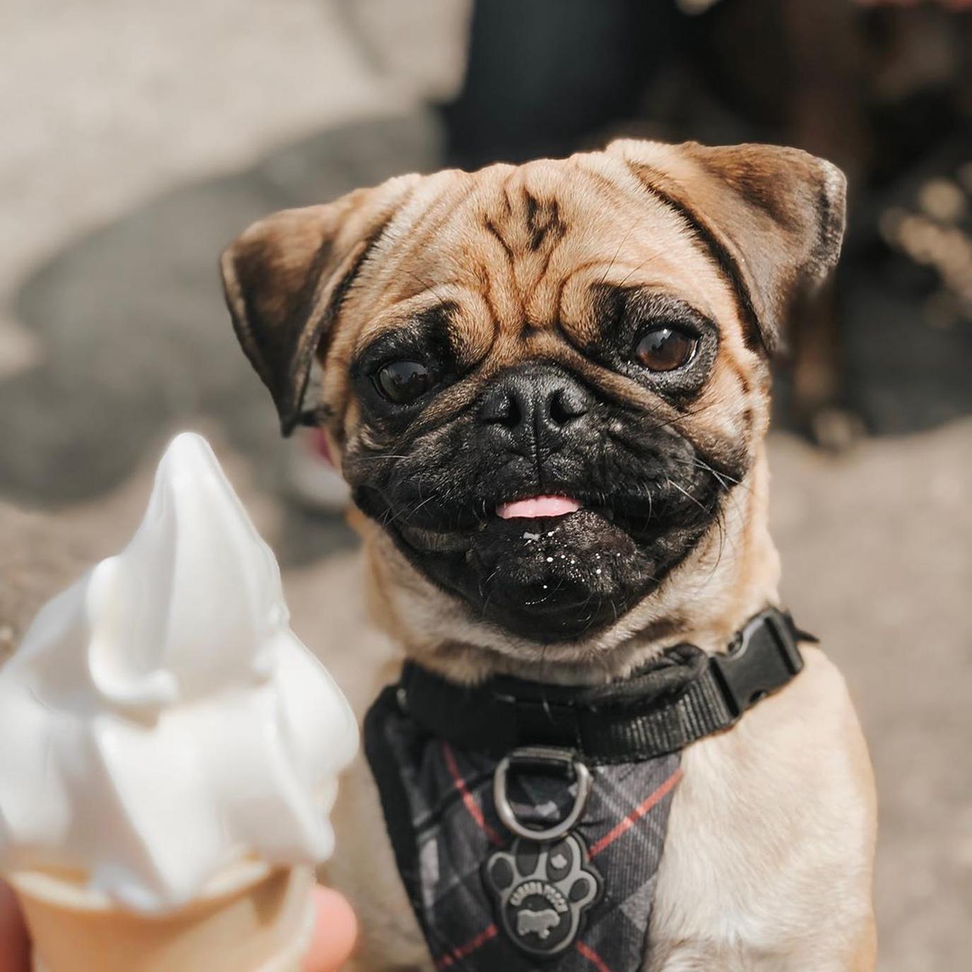 Snookies Malt Shop, a pet-friendly ice cream parlor in Des Moines, IA. Snookies Malt Shop is a pet-friendly ice cream parlor in Des Moines, IA.