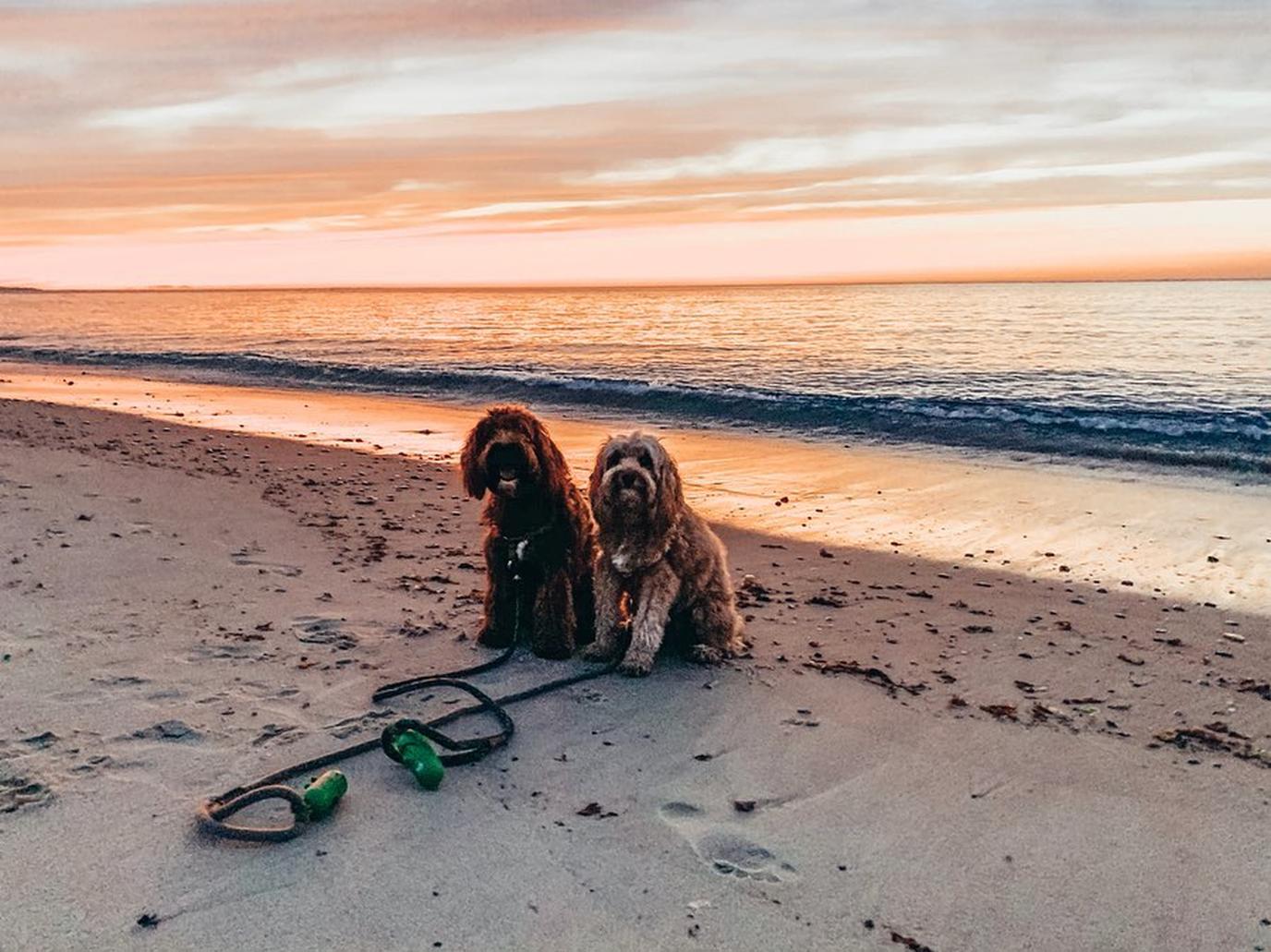 Take a sunrise walk at Montauk Beach with your dogs. Dogs can play off-leash at Montauk Beach.